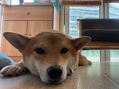 -南京Hallo宠物乐园·哈罗犬舍·柴犬繁育基地