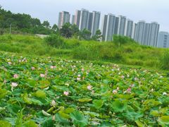 -光明小镇欢乐田园