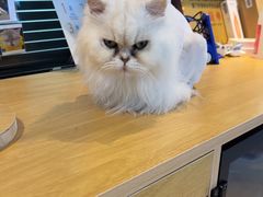 -御宝贝·A梦猫科宠物医院(国际猫友好医院)