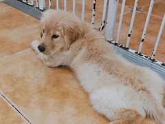 -Let's go狗咖·猫咖·奶狗·桌游(春熙路IFS店)