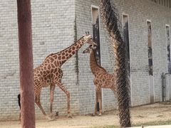 -辛玛王国游乐园