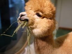 -藦茜花园宠物主题亲子互动体验馆(国顺东路店)