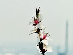 -白水寺森林公园