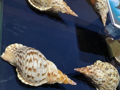 -青岛贝壳博物馆