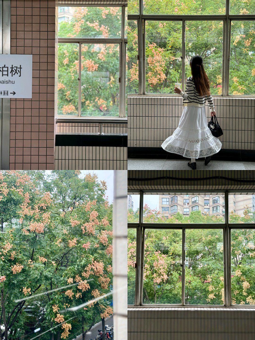 下一站大柏树地铁站? 栾花开了?