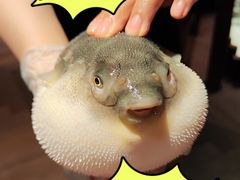 -肆月河豚·淮扬菜·湘菜(华天店)