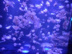 -合肥海洋世界