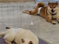 -柴犬小屋·柴餐厅·狗咖食堂(金鼎广场店)