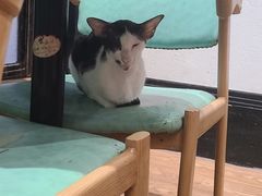 -猫色咖啡·猫咖