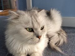 iphone_upload_pic-喵的天空名猫咖啡馆·撸猫·猫舍·用品