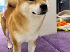 -怪兽屋·羊驼·猫咖·狗咖(俊华广场店)