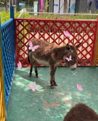 -萌宠亲子动物乐园(槐房万达店)