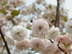 -天适樱花悠乐园