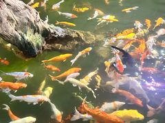 -正佳雨林生态植物园