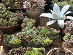 -秦美花卉(天朗·莱茵小城2期店)