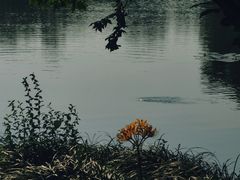 -西湖外事游船(花港观鱼码头)