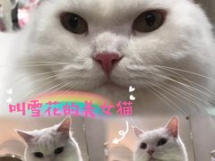 -飞行喵MR PILOT|猫舍·猫咖(静安大融城店)