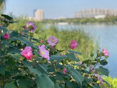 -莫愁湖公园