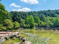 -铁山坪森林公园