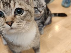-猫咪派对(江南西店)