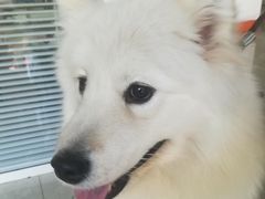 -瑞派福兴宠物医院犬猫全科·骨科·中西医结合(河东店)