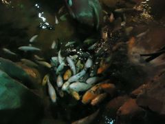 android_upload_pic-洛阳龙门海洋馆