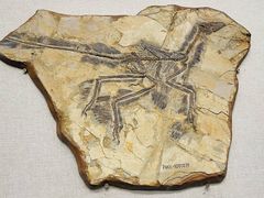 -辽宁古生物博物馆