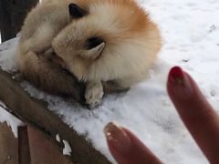 -宫城藏王狐狸村