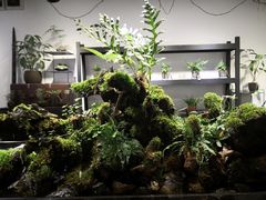 -植觉