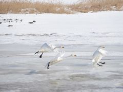 -烟墩角天鹅湖
