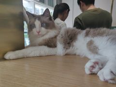 -飞行喵MR PILOT|猫舍·猫咖(静安大融城店)