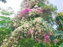 -深圳国际园林花卉博览园