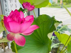 -上海植物园-4号门售票处