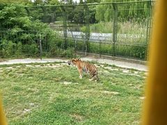 -上海野生动物园