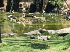 -芽庄珍珠岛游乐园