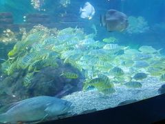 -烟台海昌鲸鲨海洋公园