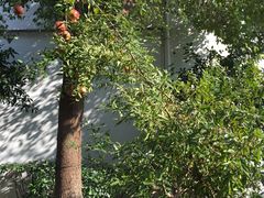 -凤凰寺