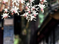 -武侯墓风景区