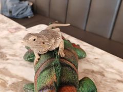 -FAIRYLAND龙族星球主题餐厅(凯丹广场店)