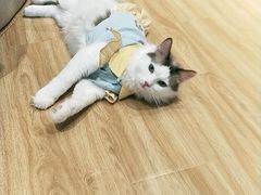-啵啵喵·猫咖(攀华国际店)