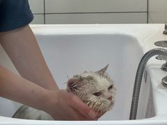 -帕帕拉兹宠物(亚洲旗舰店)