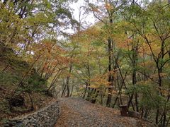 -本溪汤沟绿石谷森林公园