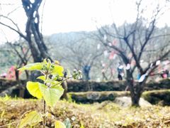 -广东天露山旅游度假区