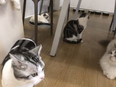 -有喵·猫咖·狗咖·30几只猫10只小狗(岗厦店)