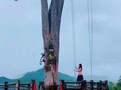 -大树秋千