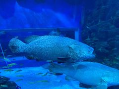 -成都浩海立方海洋公园