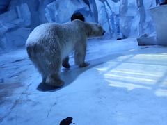 -芜湖新华联大白鲸海洋公园