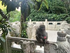 -黔灵山公园