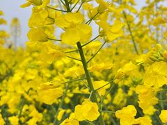 -中国天府农业博览园