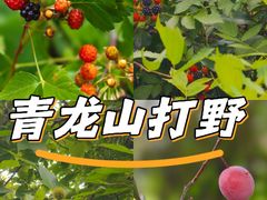 -青龙山国家森林公园